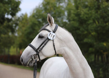 Close-up of a horse