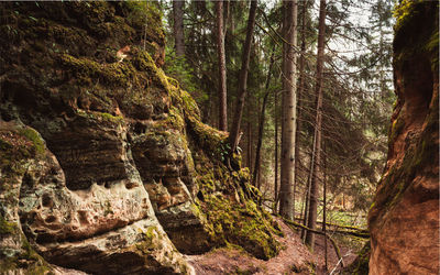 Trees growing in forest