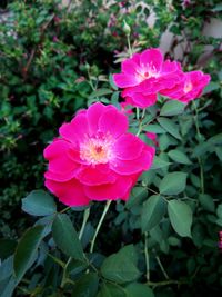 Close-up of pink cosmos blooming outdoors