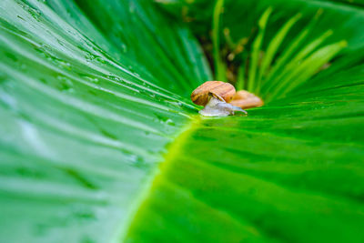 Close-up of insect on leaf