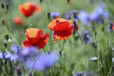 Close-up of poppy blooming outdoors