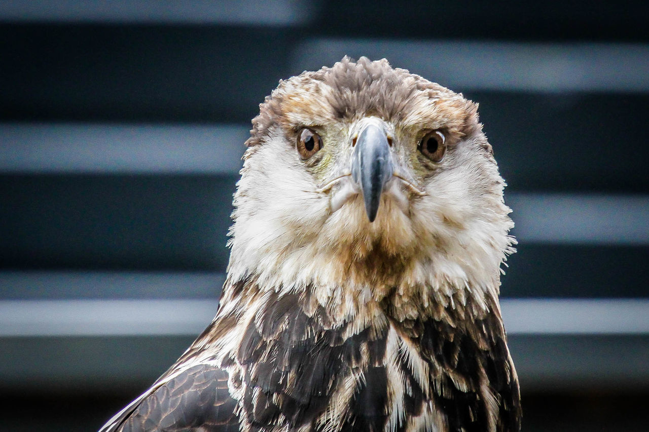 CLOSE-UP PORTRAIT OF AN EAGLE