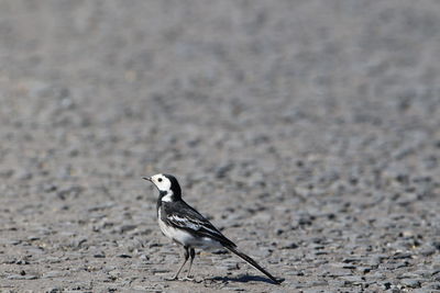 Bird perching on a sand