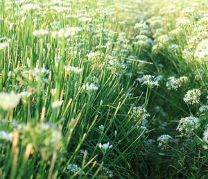 Close-up of plants growing on field