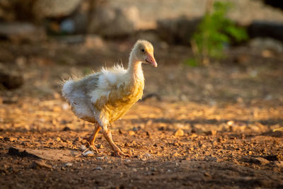 Gosling walks on stony ground at sunset