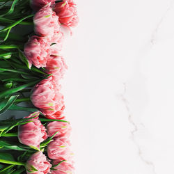 Close-up of pink roses against white background