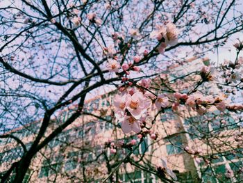 Low angle view of cherry blossoms against sky