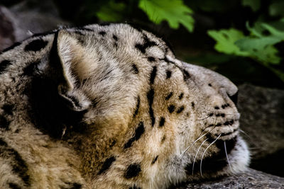 Close-up of cat sleeping