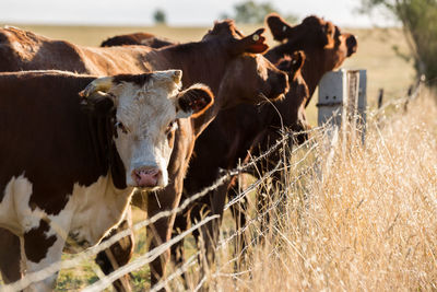 Cows standing by fence on grassy field