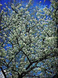 Low angle view of tree against blue sky