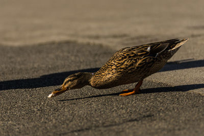 Close-up of a bird on the road