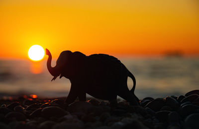 Close-up of silhouette animal on beach during sunset