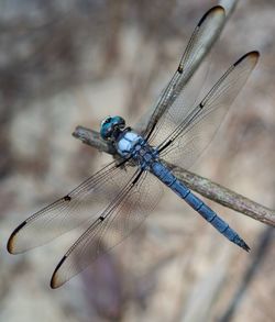 Close-up of dragonfly on twig