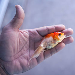 Close-up of hand holding fish