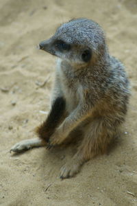 Close-up of meerkat on sand