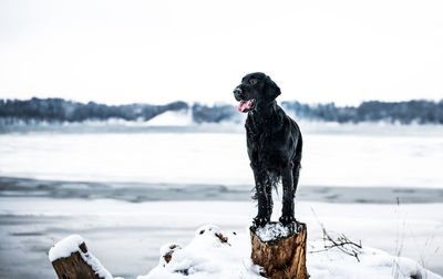 Dog on snow covered land