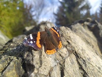 Close-up of butterfly on rock