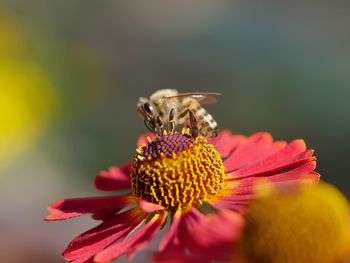 Close-up of honey bee pollinating on flower