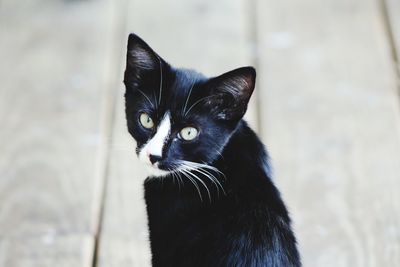 Portrait of black cat