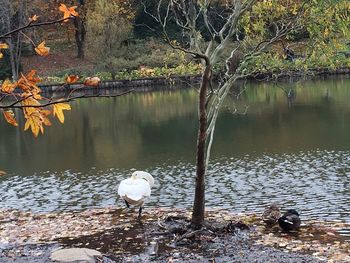 Close-up of swan on lakeshore