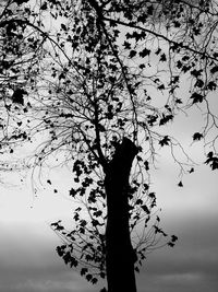 Low angle view of tree against sky