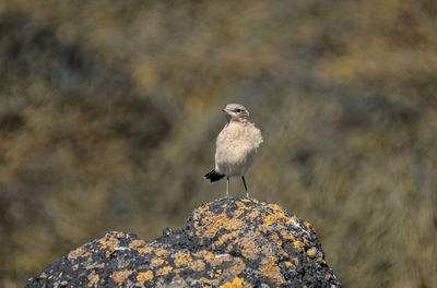 Full length of bird perching on rock