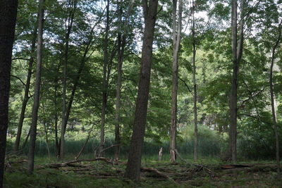 Trees in forest