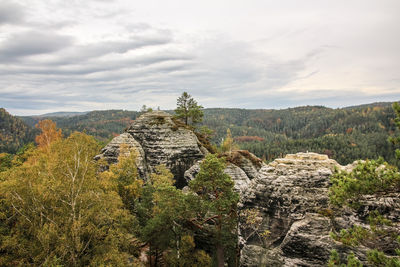 Trees on rock against sky