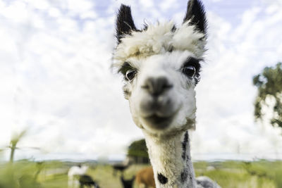 Close-up portrait of ostrich on field against sky