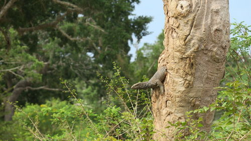 Squirrel on tree trunk