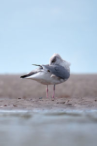 View of seagull on beach