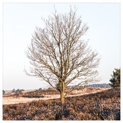 Bare tree on landscape against clear sky