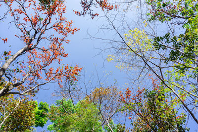 Low angle view of flowering plants against clear blue sky