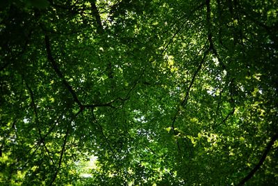 Low angle view of trees in forest