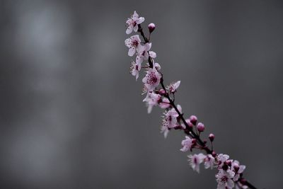 Close-up of pink flowers