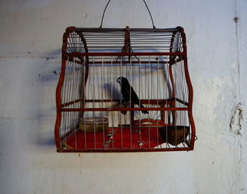 Close-up of bird in cage against wall