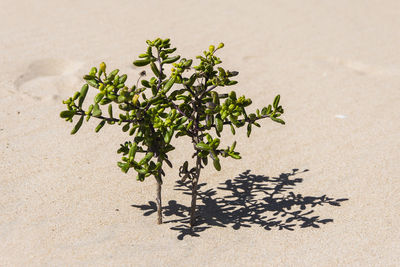 High angle view of plant growing on land