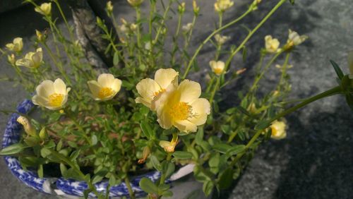 Close-up of yellow flowers