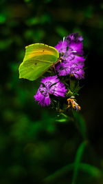 Close-up of purple flowering plant