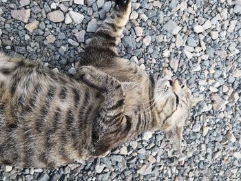 High angle view of a cat