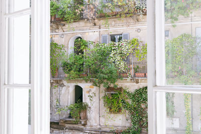 Ivy growing on window sill at home