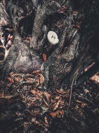 High angle view of starfish on tree trunk