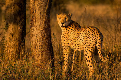 Portrait of cheetah standing on field