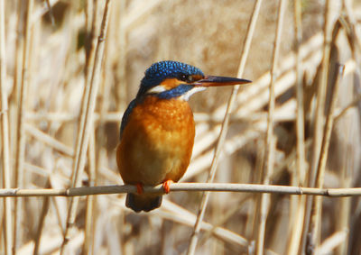 A common kingfischer alcedo atthis in the reed, heilbronn, germany