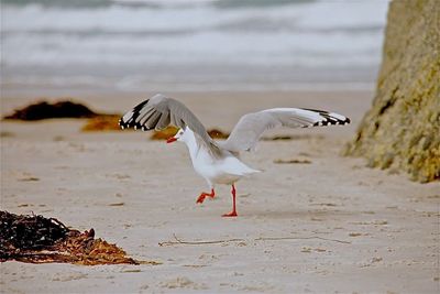 Close-up of birds on beach