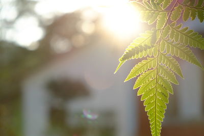 Close-up of fresh green leaves