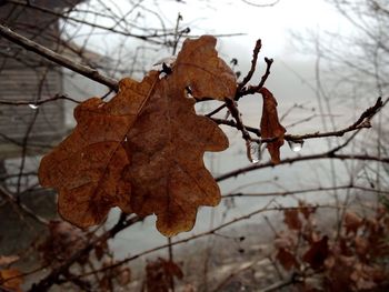 Close-up of leaves on twig