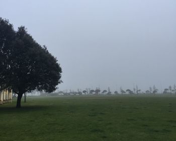 Trees on grassy field