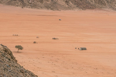 View of sheep on field