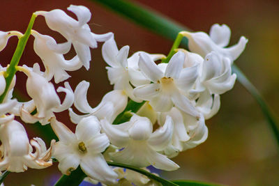 Close-up of white flowering plant